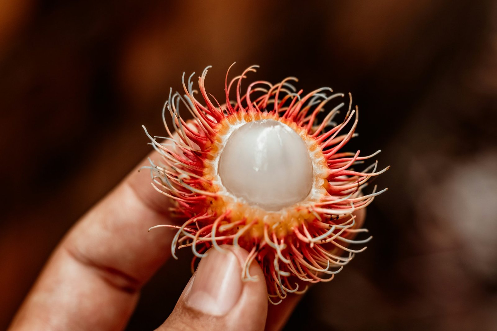 Beneficios-para-la-salud-valor-nutricional-y-usos-del-rambutan