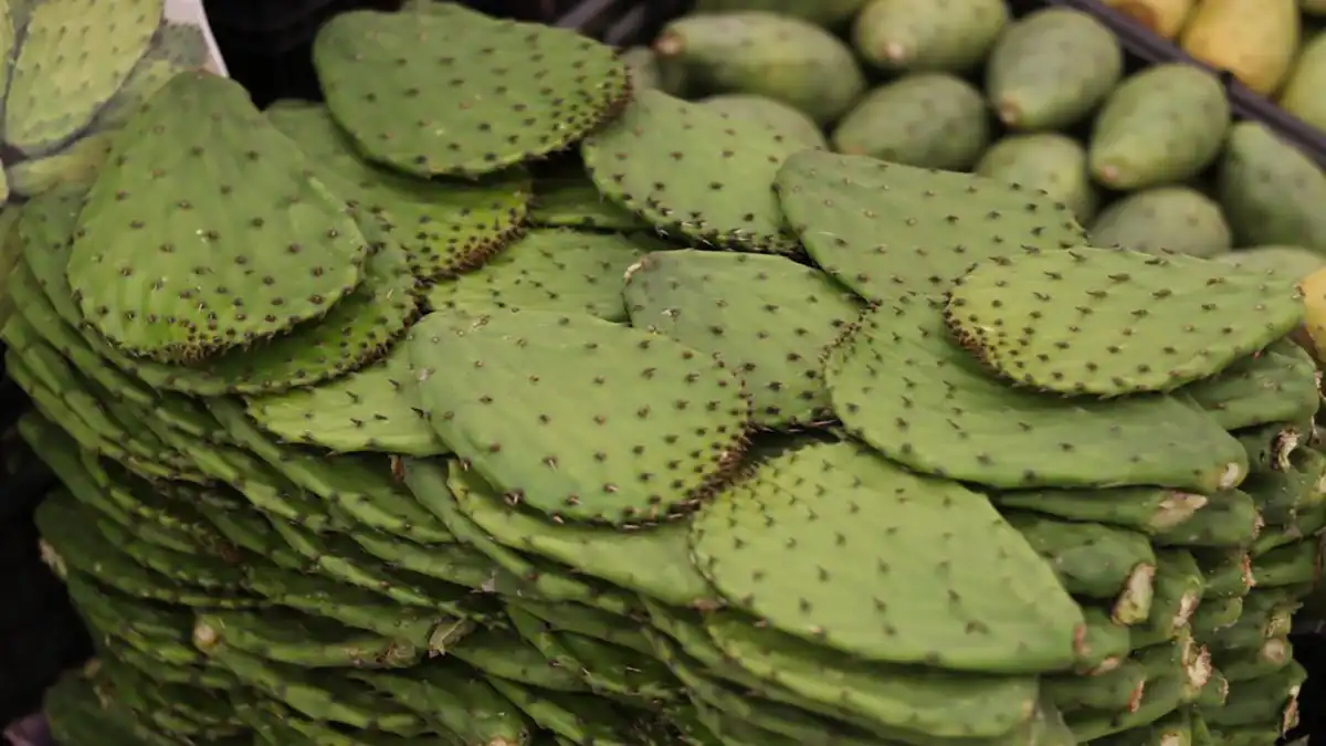 FOTO-NOPAL