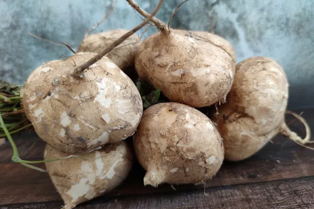 jicama_59864_l