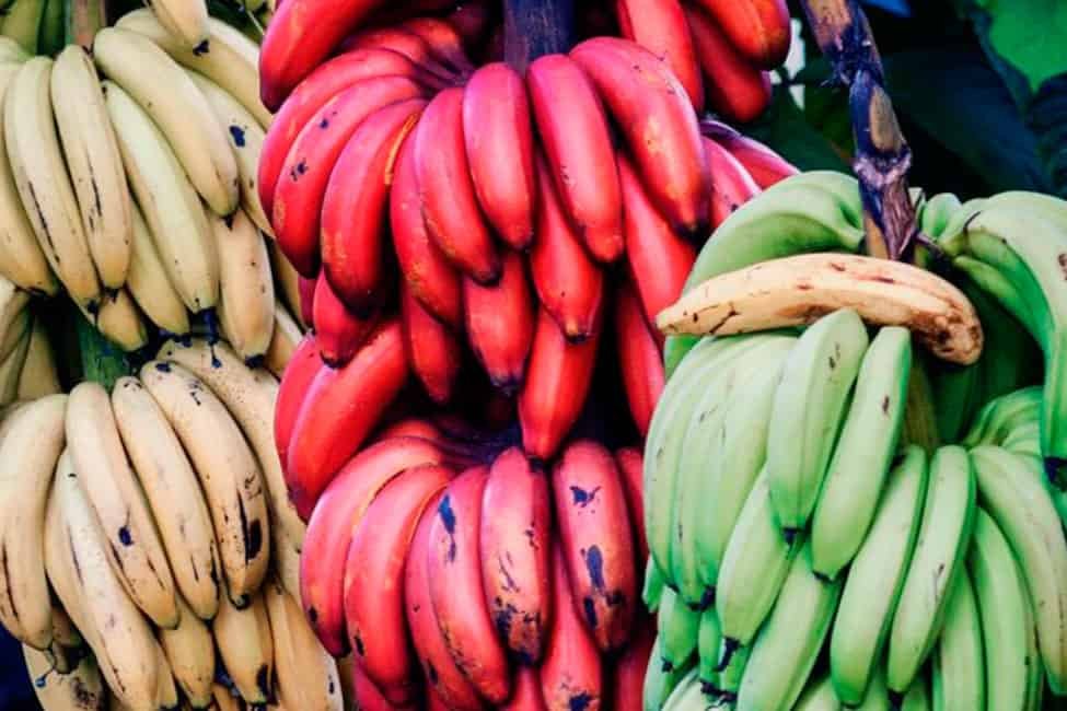 test-platano2